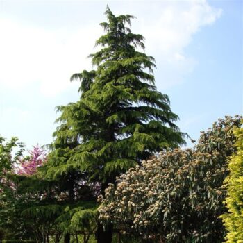 Cedrus deodara