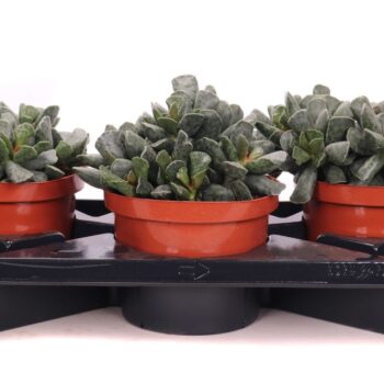 Adromischus cooperii