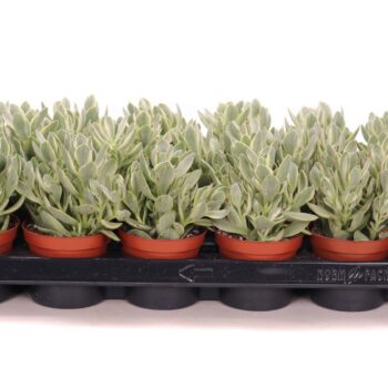 Crassula moneymaker Jade