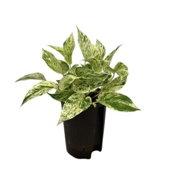 Scindapsus Marble Queen