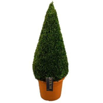 Buxus sempervirens