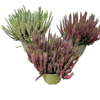 Calluna Beauty Ladies in soorten