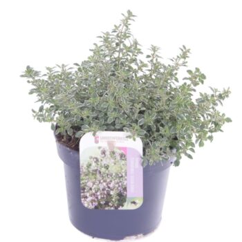 Thymus citr. Silver Queen