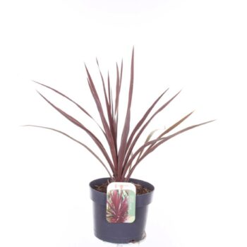 Cordyline australis Red Star