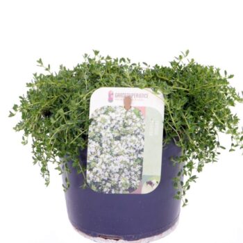 Thymus praecox Albiflorus