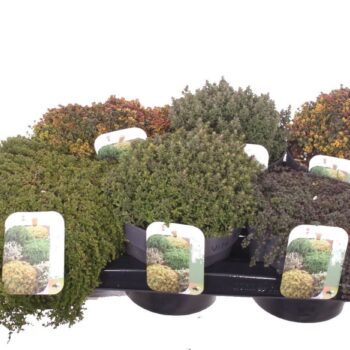 Thymus mix