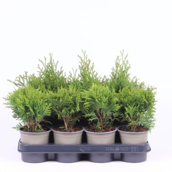 Thuja mix tray