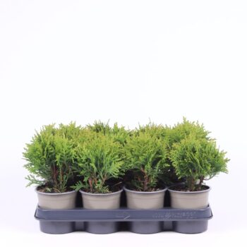 Thuja occidentalis 'Danica'