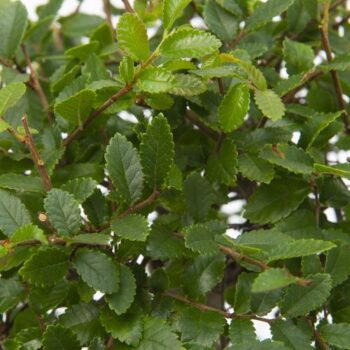 Bonsai Mix Forest in ø26cm Ceramic