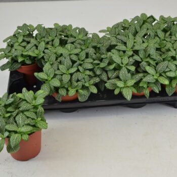 FITTONIA WHITE JOLY JOSAN