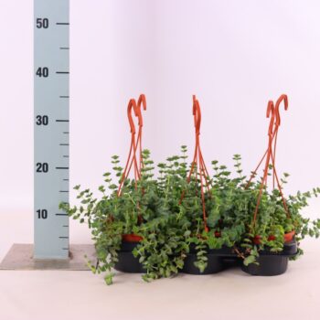 Crassula marnieriana