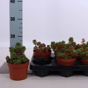 Sedum rubrotinctum