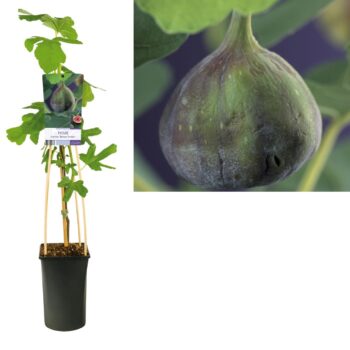 Ficus carica brown turkey