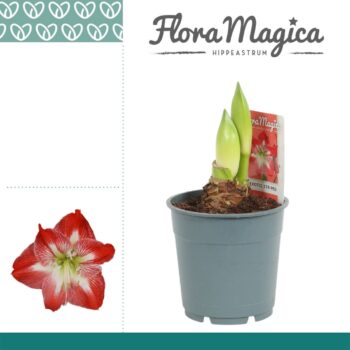 Hippeastrum Exotic Striped 2 Knop