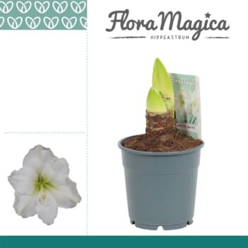 Hippeastrum Arctic White 2 Knop