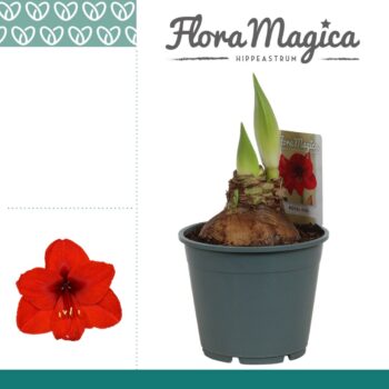 Amaryllis Royal Red 2 Knop OP