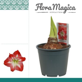 Amaryllis Exotic Striped 2 Knop OP
