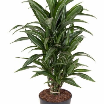 Dracaena Ulises