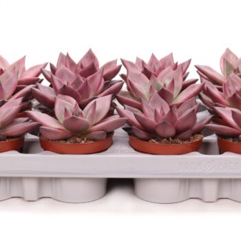 Echeveria red leave
