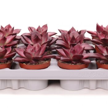 Echeveria bordeaux