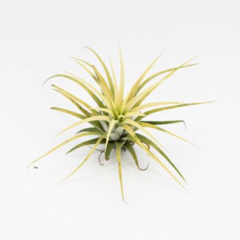 Tillandsia Creative Geel