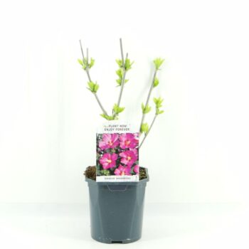 Hibiscus syr. Woodbridge