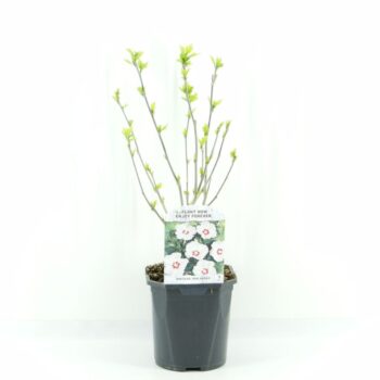 Hibiscus syr. Red Heart