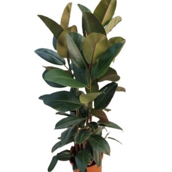 Ficus robusta