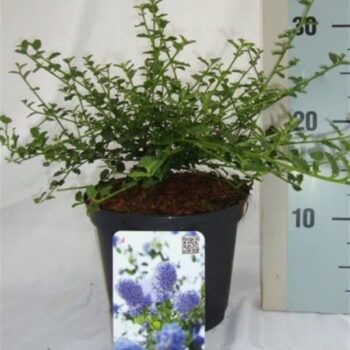 Ceanothus thyrsiflorus var. repens