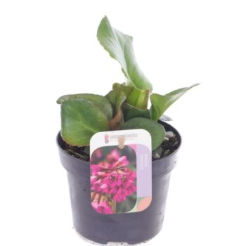 Bergenia shoeshine rose