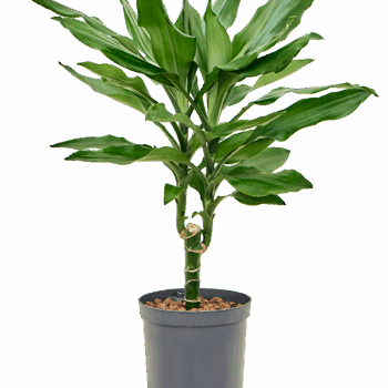 Dracaena fragrans 'Burundii' 15