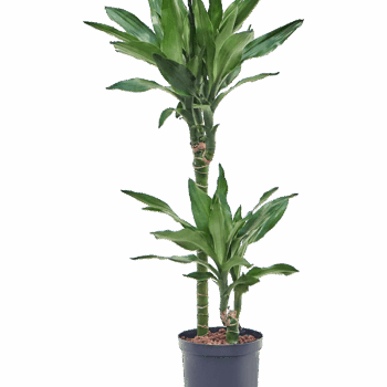 Dracaena fragrans 'Burundii' 45-15