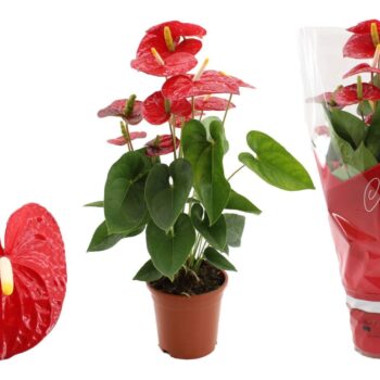 Anthurium Jambo Red