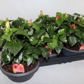 Hibiscus Schaal Carnaval 27cm