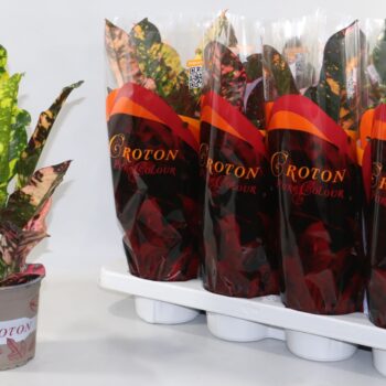 Croton Magnificent in design hoes"Sunshiners®"