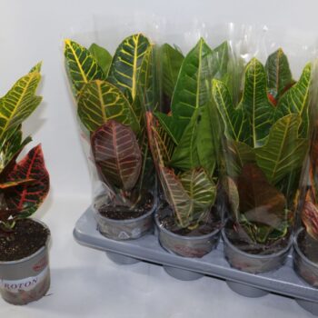 Croton 2 soorten mix Excellent en Petra "Sunshiners®"