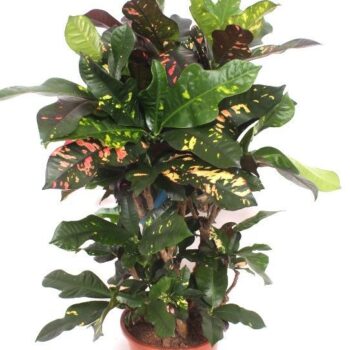 Codiaeum Magnificent