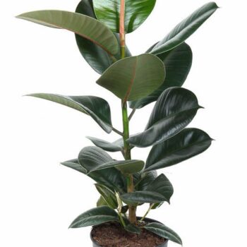 Ficus Robusta