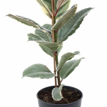 Ficus Tineke