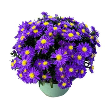 Aster 'Lavender'