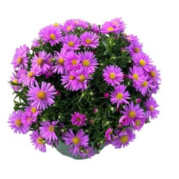 Aster 'Henry Pink'