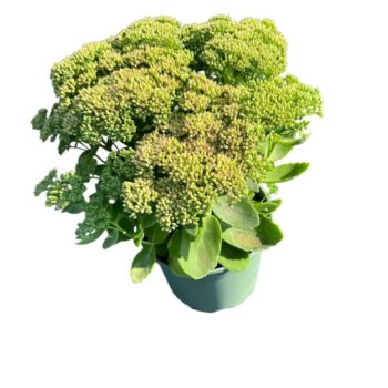 Sedum 'Herbstfreude'