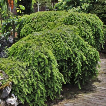 Tsuga canadensis 'Cole's Prostrate'