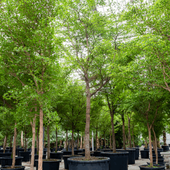 Bucida buceras 'Shady Lady' Stem