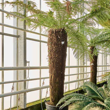 Dicksonia antarctica Stem special (210)