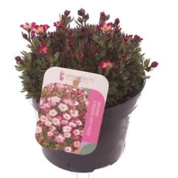 Saxifraga Alpino Early Picotee