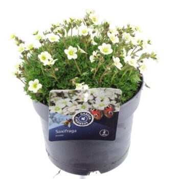 Saxifraga Pixie White