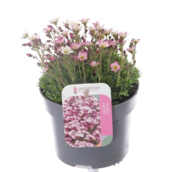 Saxifraga Pixie