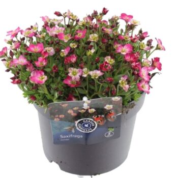 Saxifraga Alpino Early Picotee