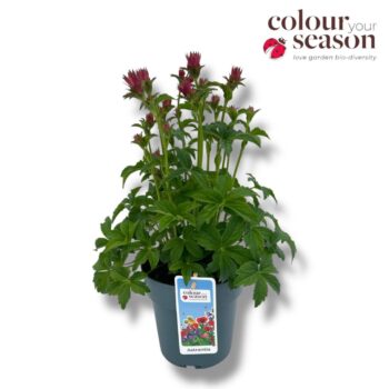 Astrantia 'Pink Pride'